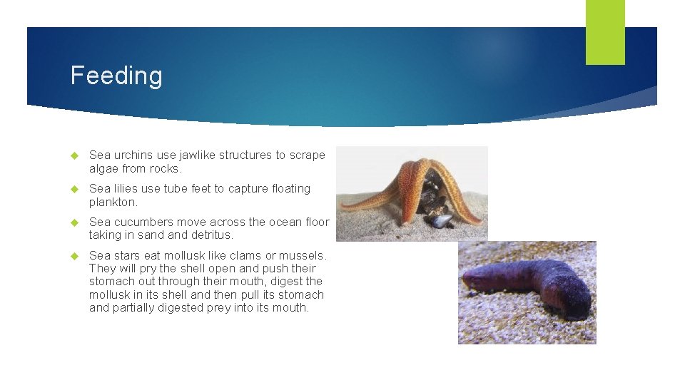 Feeding Sea urchins use jawlike structures to scrape algae from rocks. Sea lilies use