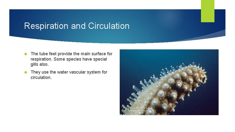 Respiration and Circulation The tube feet provide the main surface for respiration. Some species