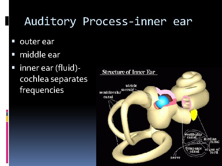 Auditory Process-inner ear outer ear middle ear inner ear (fluid)cochlea separates frequencies 