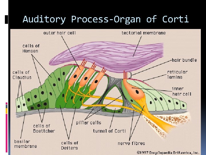 Auditory Process-Organ of Corti 