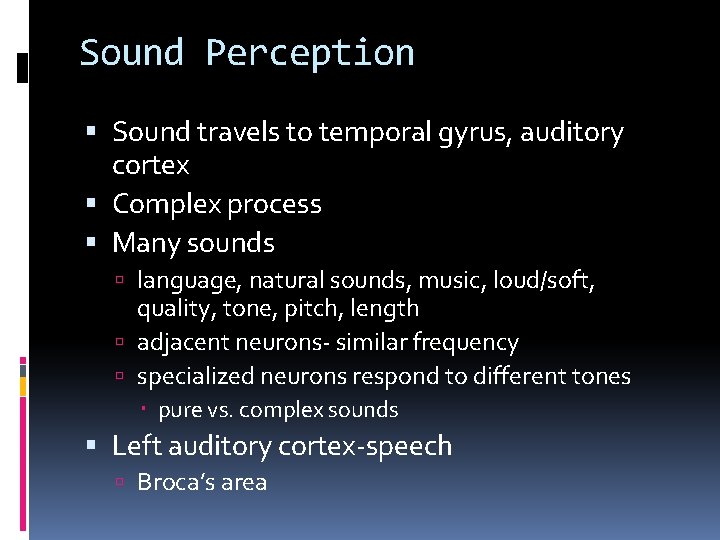 Sound Perception Sound travels to temporal gyrus, auditory cortex Complex process Many sounds language,