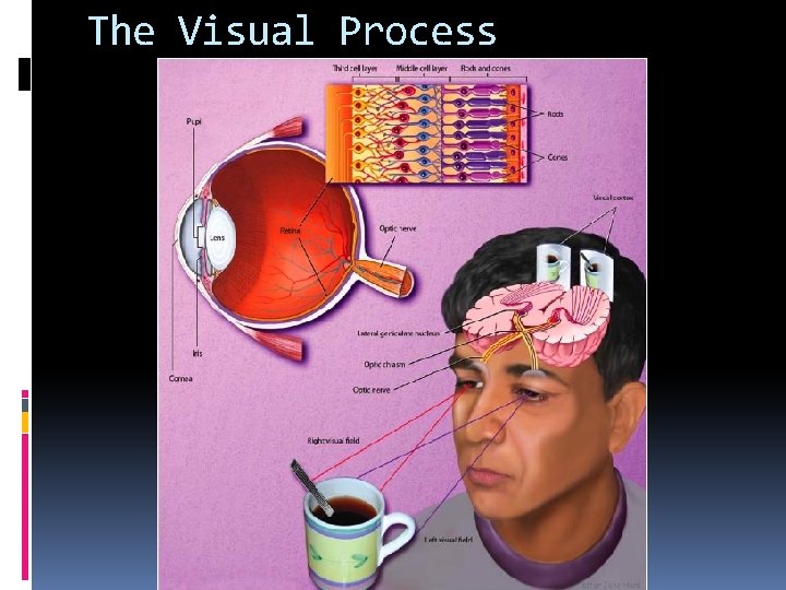 The Visual Process 