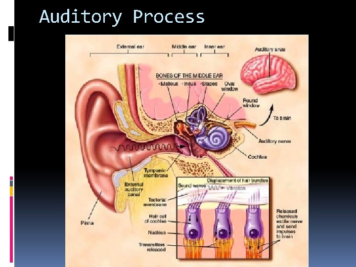 Auditory Process 