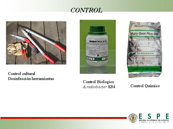 CONTROL Control cultural Desinfección herramientas Control Biologico A. radiobacter K 84 Control Químico 