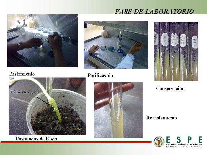 FASE DE LABORATORIO Aislamiento Formación de agalla Purificación Conservación Re aislamiento Postulados de Koch