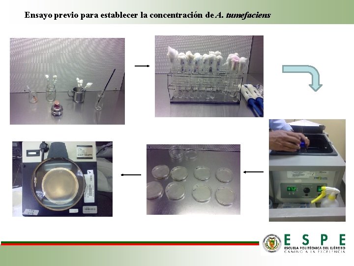Ensayo previo para establecer la concentración de A. tumefaciens 