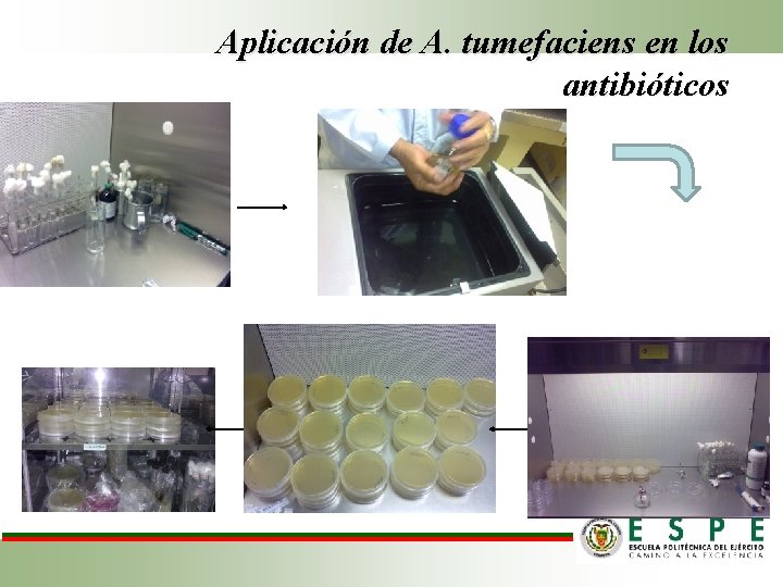 Aplicación de A. tumefaciens en los antibióticos 