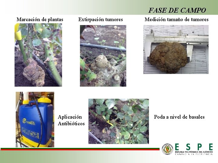 FASE DE CAMPO Marcación de plantas Extirpación tumores Aplicación Antibióticos Medición tamaño de tumores