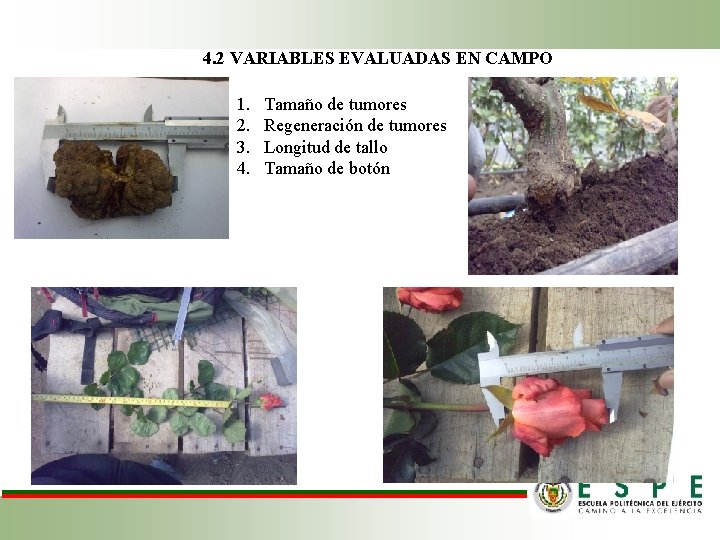 4. 2 VARIABLES EVALUADAS EN CAMPO 1. 2. 3. 4. Tamaño de tumores Regeneración