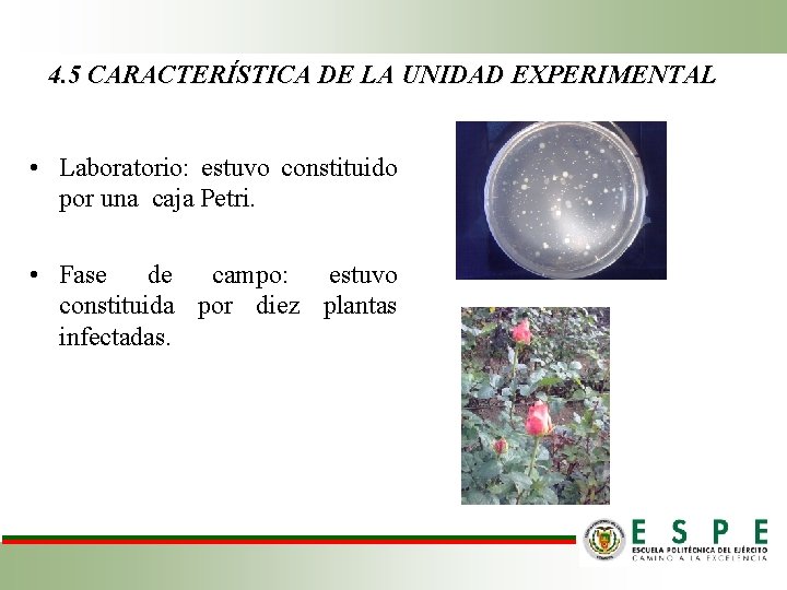 4. 5 CARACTERÍSTICA DE LA UNIDAD EXPERIMENTAL • Laboratorio: estuvo constituido por una caja