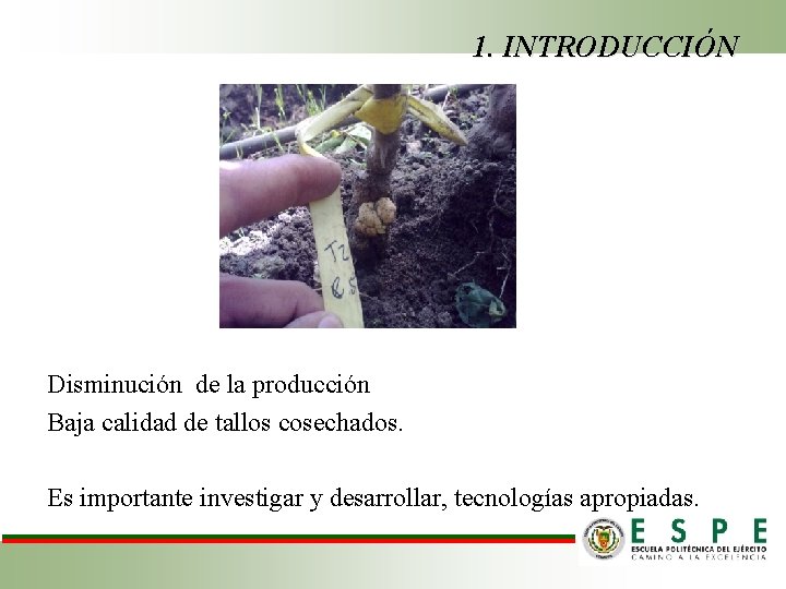 1. INTRODUCCIÓN Disminución de la producción Baja calidad de tallos cosechados. Es importante investigar