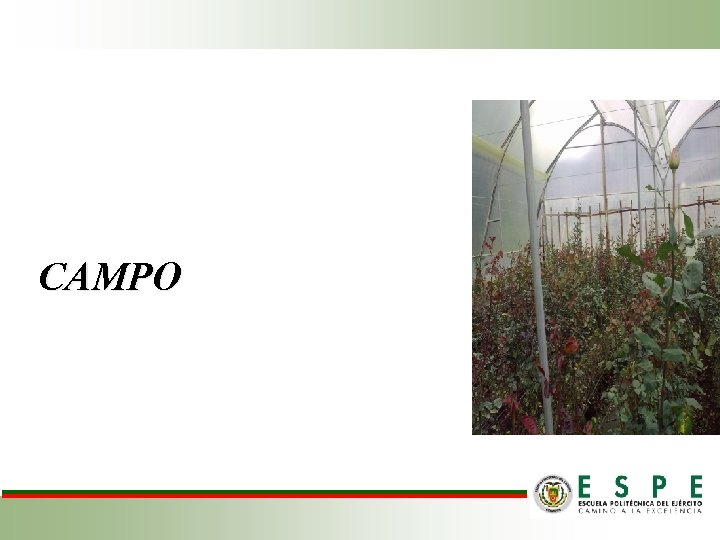 CAMPO 