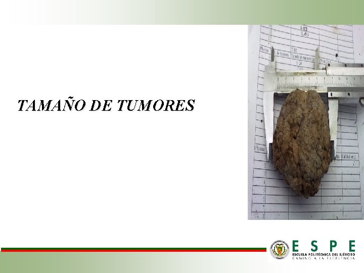 TAMAÑO DE TUMORES 