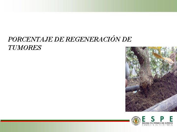 PORCENTAJE DE REGENERACIÓN DE TUMORES 
