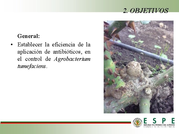 2. OBJETIVOS General: • Establecer la eficiencia de la aplicación de antibióticos, en el