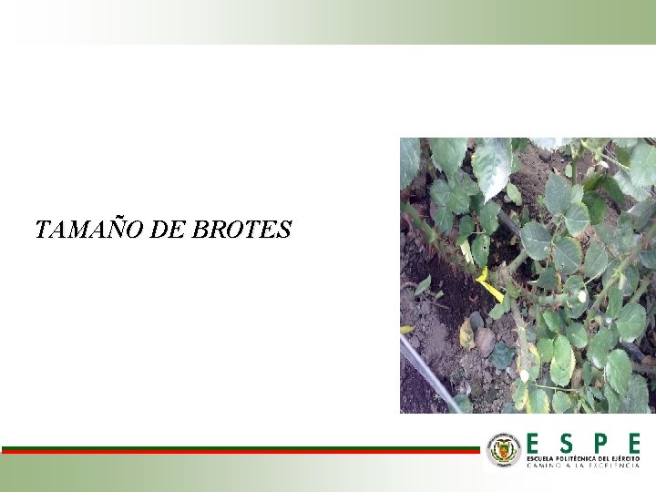 TAMAÑO DE BROTES 