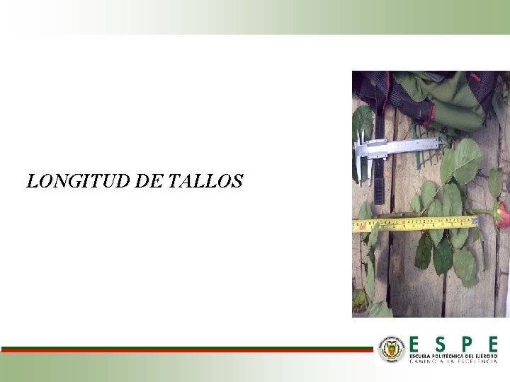 LONGITUD DE TALLOS 