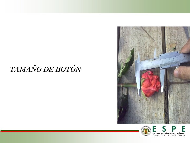TAMAÑO DE BOTÓN 