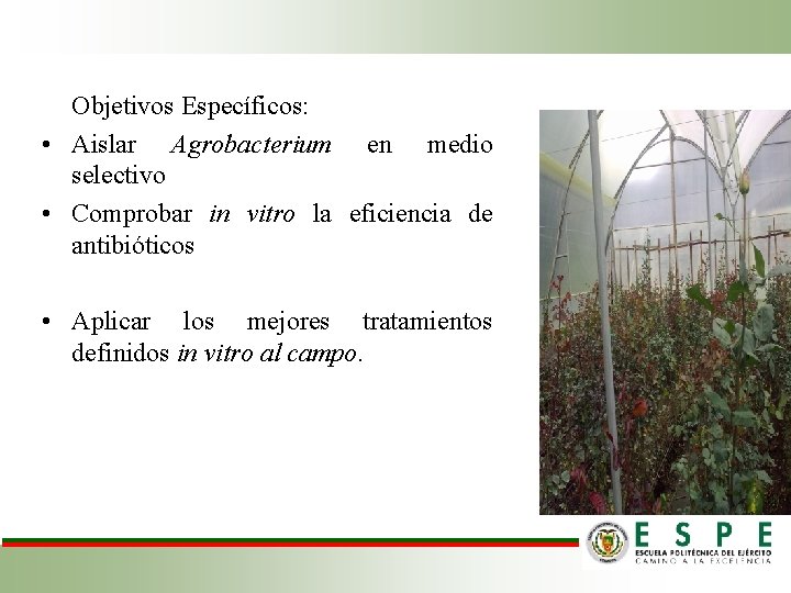 Objetivos Específicos: • Aislar Agrobacterium en medio selectivo • Comprobar in vitro la eficiencia