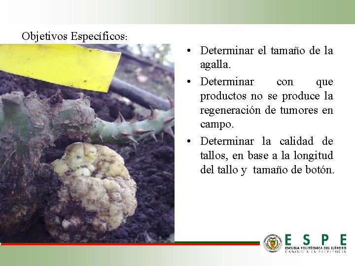 Objetivos Específicos: • Determinar el tamaño de la agalla. • Determinar con que productos