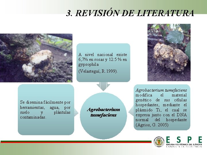 3. REVISIÓN DE LITERATURA A nivel nacional existe 6, 7% en rosas y 12.