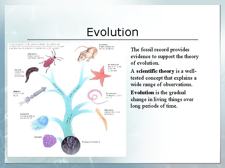 Evolution § § § The fossil record provides evidence to support theory of evolution.