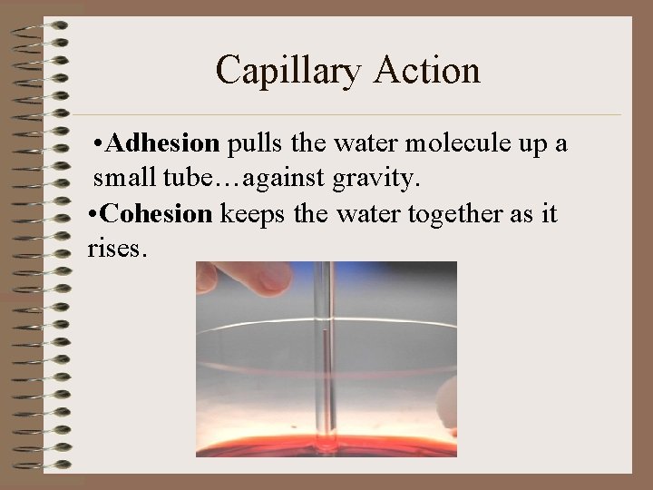Capillary Action • Adhesion pulls the water molecule up a small tube…against gravity. •