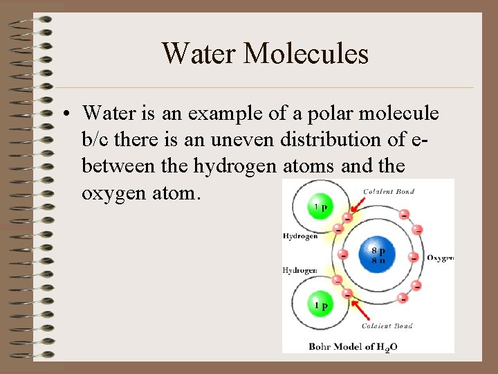 Water Molecules • Water is an example of a polar molecule b/c there is