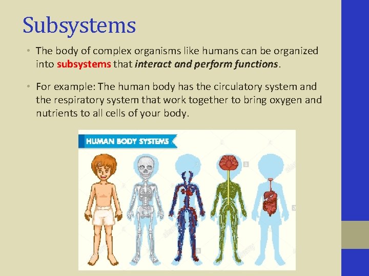 Subsystems • The body of complex organisms like humans can be organized into subsystems