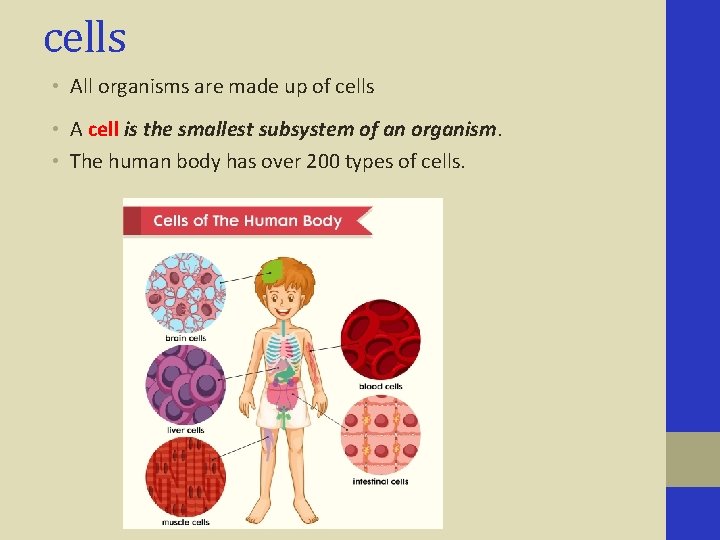 cells • All organisms are made up of cells • A cell is the