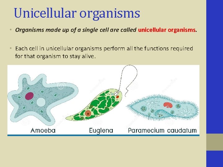 Unicellular organisms • Organisms made up of a single cell are called unicellular organisms.