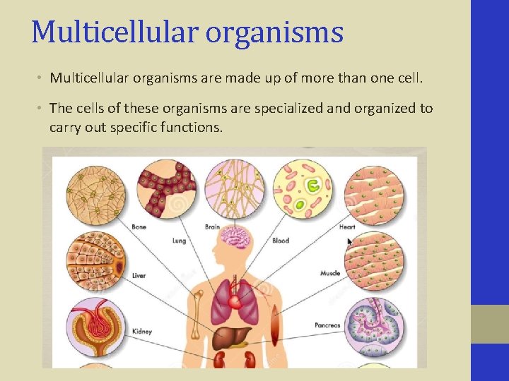 Multicellular organisms • Multicellular organisms are made up of more than one cell. •