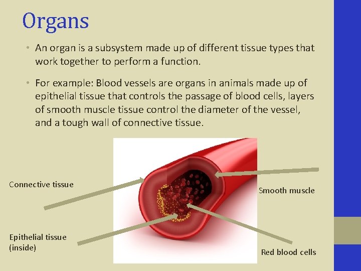 Organs • An organ is a subsystem made up of different tissue types that