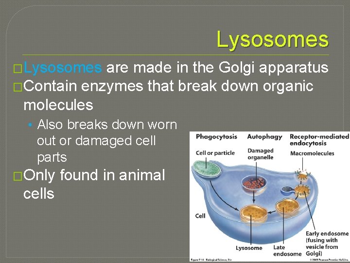 Lysosomes �Lysosomes are made in the Golgi apparatus �Contain enzymes that break down organic