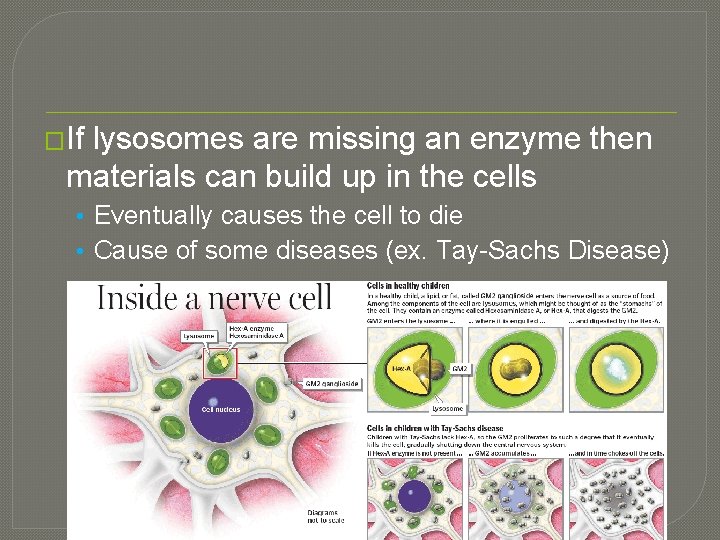 �If lysosomes are missing an enzyme then materials can build up in the cells