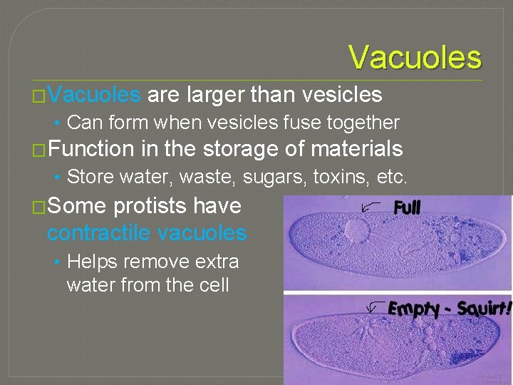 Vacuoles �Vacuoles are larger than vesicles • Can form when vesicles fuse together �Function