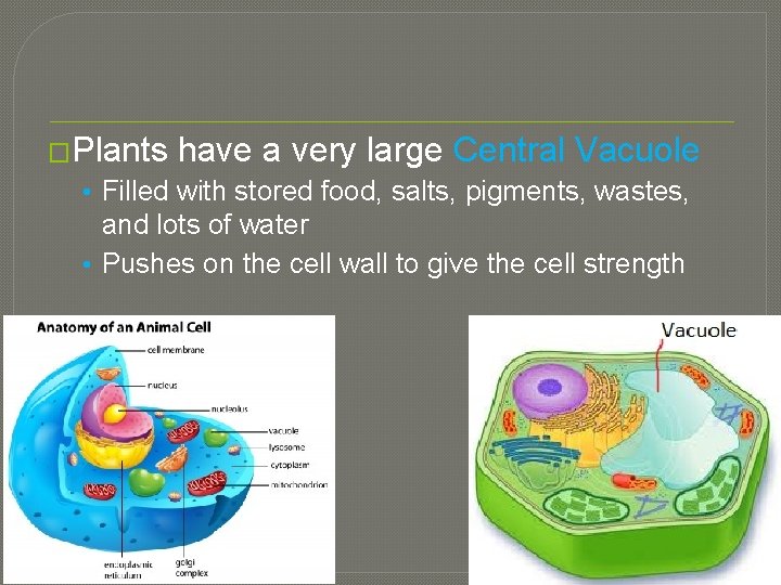 �Plants have a very large Central Vacuole • Filled with stored food, salts, pigments,