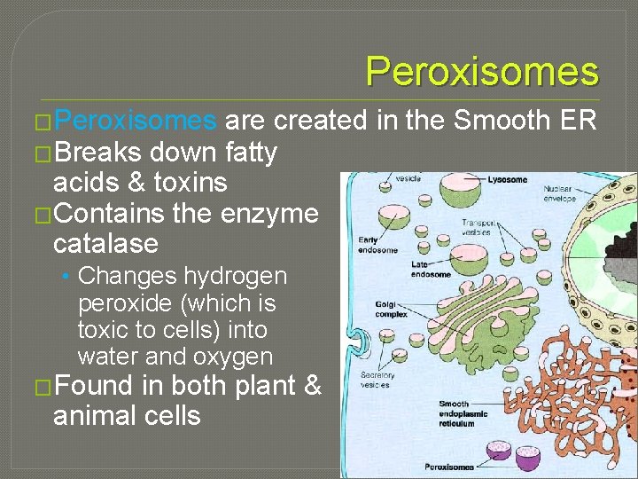 Peroxisomes �Peroxisomes are created in the Smooth ER �Breaks down fatty acids & toxins