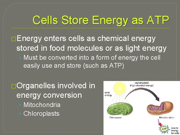 Cells Store Energy as ATP �Energy enters cells as chemical energy stored in food