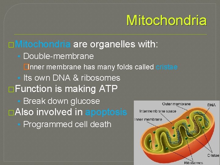 Mitochondria �Mitochondria are organelles with: • Double-membrane �Inner membrane has many folds called cristae