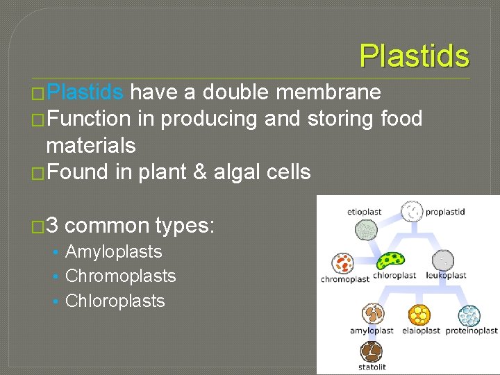 Plastids �Plastids have a double membrane �Function in producing and storing food materials �Found