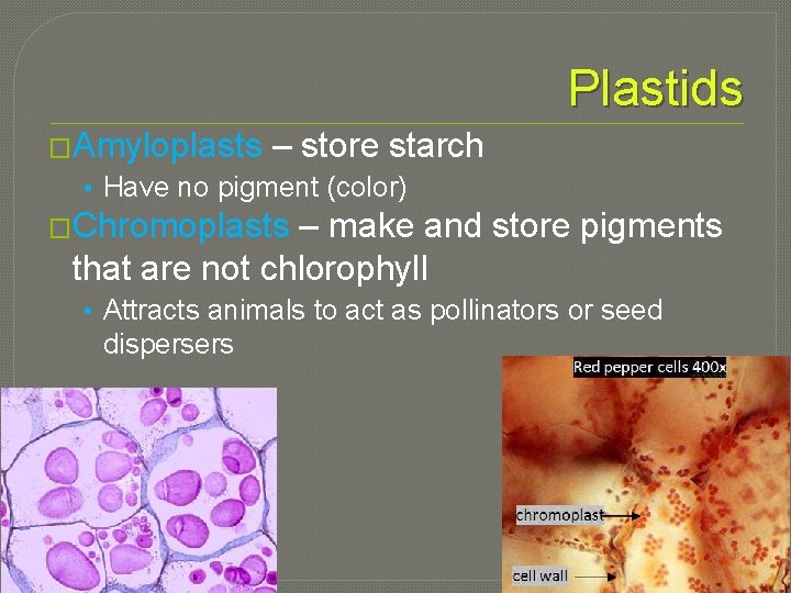 Plastids �Amyloplasts – store starch • Have no pigment (color) �Chromoplasts – make and