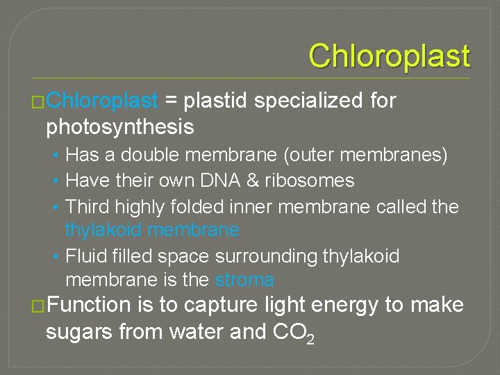 Chloroplast �Chloroplast = plastid specialized for photosynthesis • Has a double membrane (outer membranes)