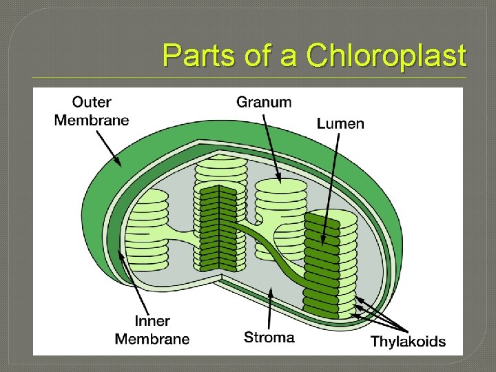 Parts of a Chloroplast 