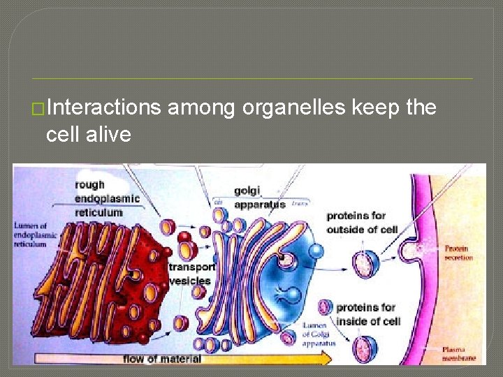 �Interactions cell alive among organelles keep the 