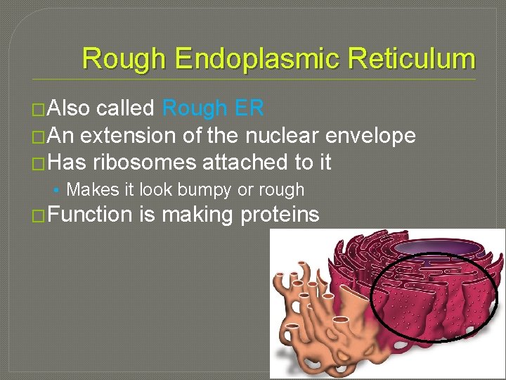 Rough Endoplasmic Reticulum �Also called Rough ER �An extension of the nuclear envelope �Has