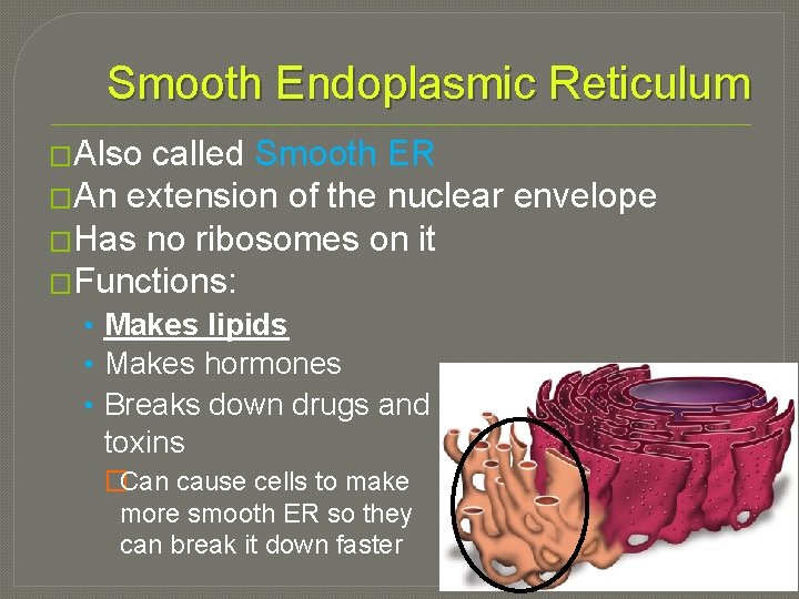Smooth Endoplasmic Reticulum �Also called Smooth ER �An extension of the nuclear envelope �Has