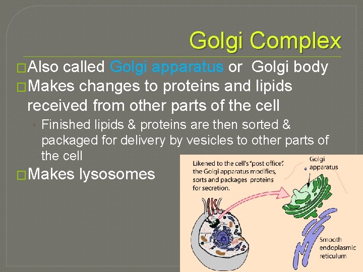 Golgi Complex �Also called Golgi apparatus or Golgi body �Makes changes to proteins and