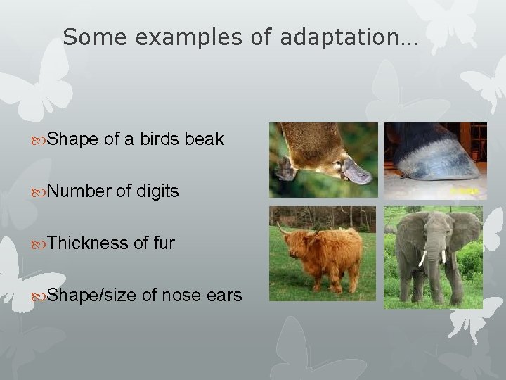 Some examples of adaptation… Shape of a birds beak Number of digits Thickness of