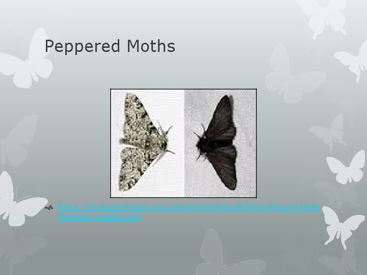 Peppered Moths https: //askabiologist. asu. edu/sites/default/files/Pepper. Moth /pepper-moths. swf 